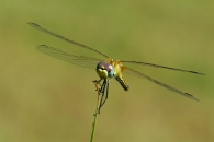 Filename=sympetrumfront.jpg
Filesize=144KB
Dimensions=765x512
Date added=Dec 06, 2008 sympetrumfront.jpg