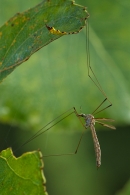 Nome File=tipula.jpg
Dimensione File=274KB
Dimensioni=512x765
Data aggiunta=Set 13, 2008 tipula.jpg