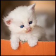 gatti1.jpg