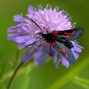 Nome File=Zygaena_transalpina.jpg
Dimensione File=294KB
Dimensioni=900x900
Data aggiunta=Giu 25, 2008 Zygaena_transalpina.jpg