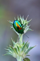 Nome File=colori_riflessi.jpg
Dimensione File=130KB
Dimensioni=533x800
Data aggiunta=Gen 22, 2009 colori_riflessi.jpg