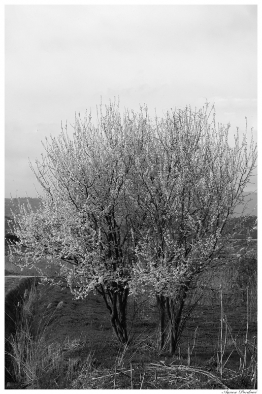 Clicca per l'immagine full size