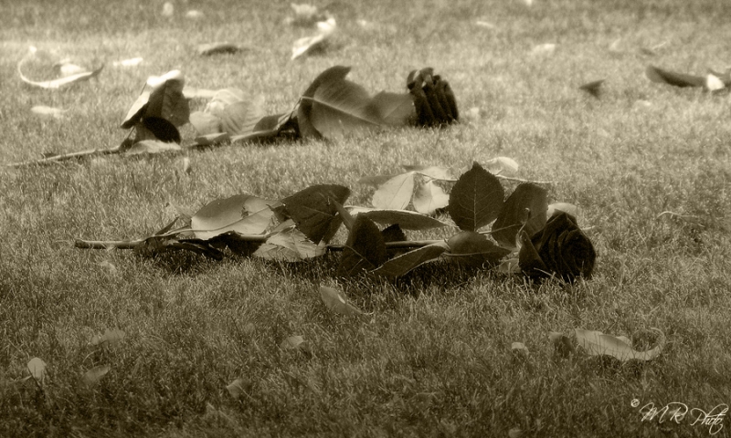 Clicca per l'immagine full size