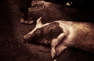 IMG016.jpg IMG016.jpg