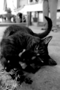 black-cat.jpg black-cat.jpg