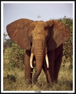 Nome File=tembo.jpg
Dimensione File=398KB
Dimensioni=560x687
Data aggiunta=Dic 12, 2008 tembo.jpg