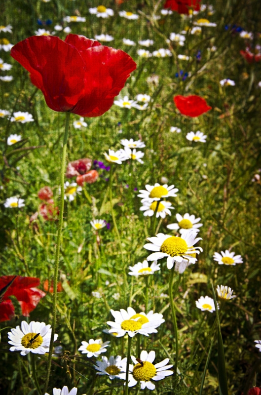Clicca per l'immagine full size