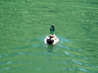 100_0632m.jpg