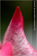 Nome File=petalo-rosa.jpg
Dimensione File=233KB
Dimensioni=600x900
Data aggiunta=Set 02, 2008 petalo-rosa.jpg