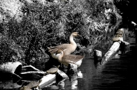 DSC_2011bn.jpg