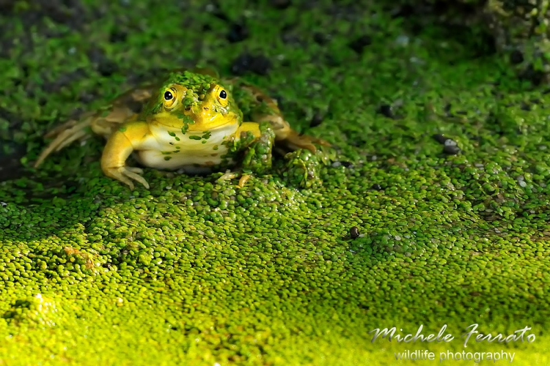 Clicca per l'immagine full size