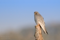 Falco_cuculo.jpg Falco_cuculo.jpg