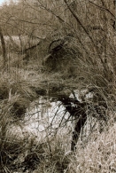 File0378-korr-500-800pixel-Spandau-Sumpf-Best.jpg