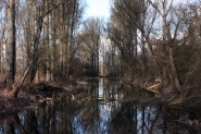 Filename=IMG_7391amicro.jpg
Filesize=338KB
Dimensions=800x533
Date added=Jan 03, 2017 IMG_7391amicro.jpg