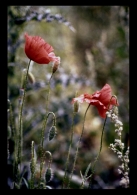 Nome File=cross_mohn.jpg
Dimensione File=175KB
Dimensioni=564x799
Data aggiunta=Nov 06, 2008 cross_mohn.jpg