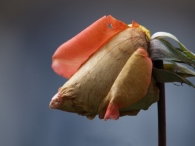 rosa,rosae,rosa__.jpg rosa,rosae,rosa__.jpg