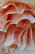 petalsR.jpg