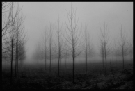 nebbia_guastalla_010_ridim__.jpg