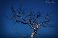 Nome File=Alberi-bruciati-del-gargano.jpg
Dimensione File=90KB
Dimensioni=700x465
Data aggiunta=Nov 02, 2008 Alberi-bruciati-del-gargano.jpg