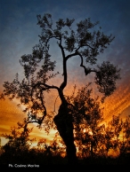 Tramonto-pugliese.jpg Tramonto-pugliese.jpg