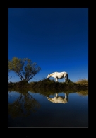 Nome File=Camargue.jpg
Dimensione File=222KB
Dimensioni=521x747
Data aggiunta=Mar 28, 2009 Camargue.jpg