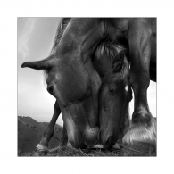 Nome File=Horses.jpg
Dimensione File=279KB
Dimensioni=778x778
Data aggiunta=Dic 01, 2008 Horses.jpg