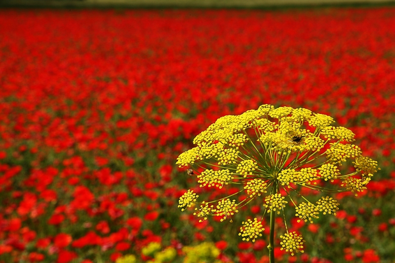 Clicca per l'immagine full size