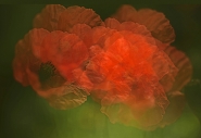 Nome File=449A2352_copia.jpg
Dimensione File=368KB
Dimensioni=1000x687
Data aggiunta=Dic 08, 2018 449A2352_copia.jpg