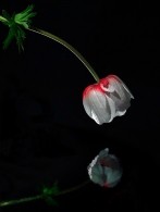 Nome File=anemone-Narciso.jpg
Dimensione File=159KB
Dimensioni=607x800
Data aggiunta=Apr 01, 2009 anemone-Narciso.jpg