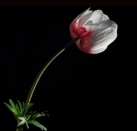 Nome File=anemone.jpg
Dimensione File=303KB
Dimensioni=1024x982
Data aggiunta=Nov 28, 2009 anemone.jpg