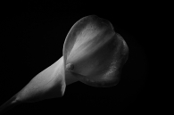 calla_rosa2_bn.jpg calla_rosa2_bn.jpg