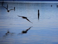 Nome File=in_volo.jpg
Dimensione File=167KB
Dimensioni=800x612
Data aggiunta=Gen 11, 2009 in_volo.jpg