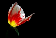 Nome File=tulipano3_copia.jpg
Dimensione File=138KB
Dimensioni=800x547
Data aggiunta=Mag 05, 2009 tulipano3_copia.jpg