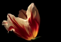 Nome File=tulipano_copia.jpg
Dimensione File=203KB
Dimensioni=800x562
Data aggiunta=Mar 30, 2009 tulipano_copia.jpg