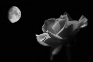 Nome File=yellow_rose_and_moon_copia.jpg
Dimensione File=129KB
Dimensioni=1000x667
Data aggiunta=Giu 18, 2011 yellow_rose_and_moon_copia.jpg