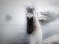 du_côté_de_chez_swan.jpg