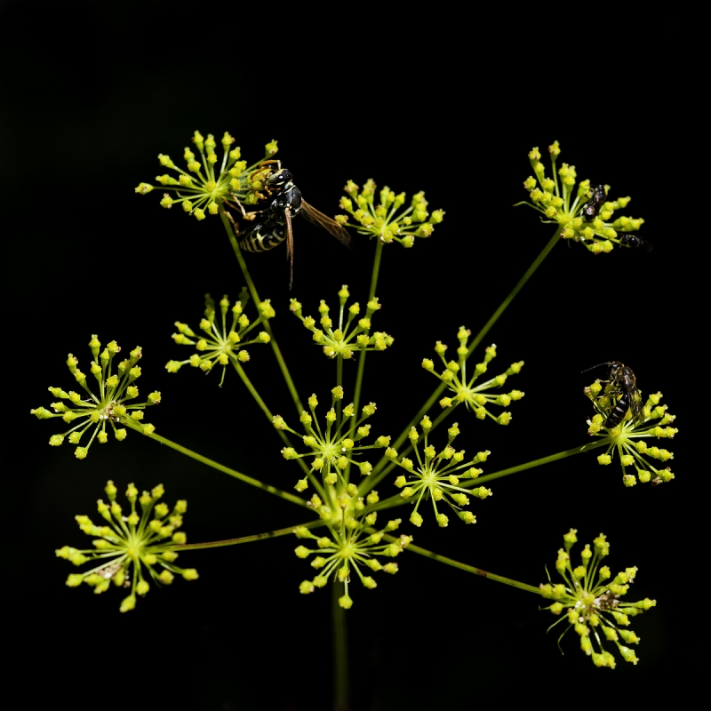 Clicca per l'immagine full size