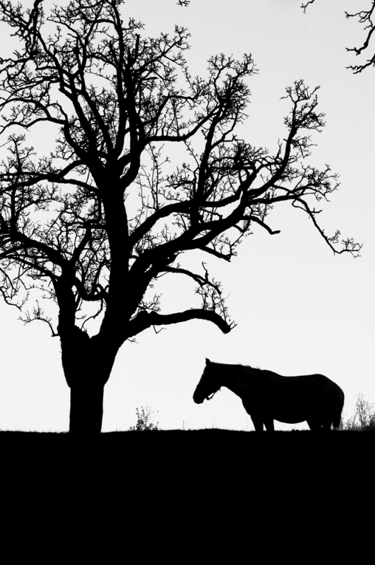 Clicca per l'immagine full size