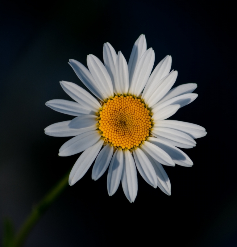 Clicca per l'immagine full size