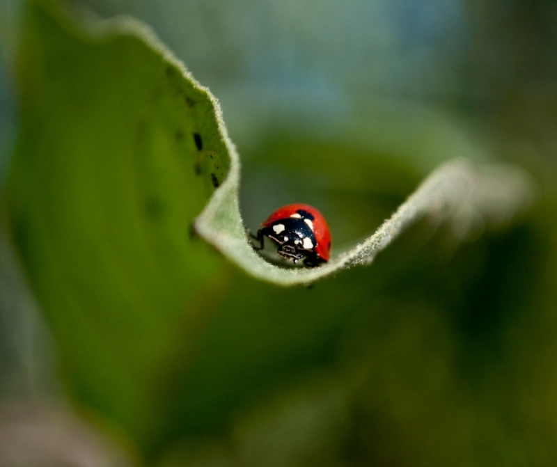 Clicca per l'immagine full size