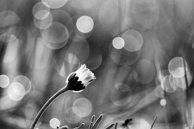 Clicca per l'immagine full size