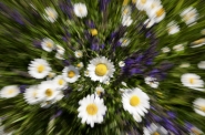 Nome File=Flowers_power.jpg
Dimensione File=531KB
Dimensioni=1000x664
Data aggiunta=Mag 19, 2014 Flowers_power.jpg
