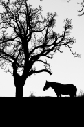 L_albero_e_il_cavallo.jpg L_albero_e_il_cavallo.jpg