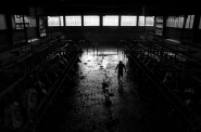 Nome File=Under_whose_turn_-_The_milking.jpg
Dimensione File=408KB
Dimensioni=1000x664
Data aggiunta=Mag 29, 2015 Under_whose_turn_-_The_milking.jpg