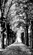 Viale.jpg Viale.jpg