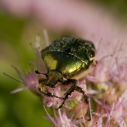 Nome File=verde.jpg
Dimensione File=314KB
Dimensioni=900x900
Data aggiunta=Ott 18, 2010 verde.jpg
