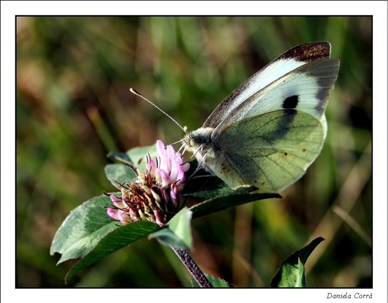 Clicca per l'immagine full size