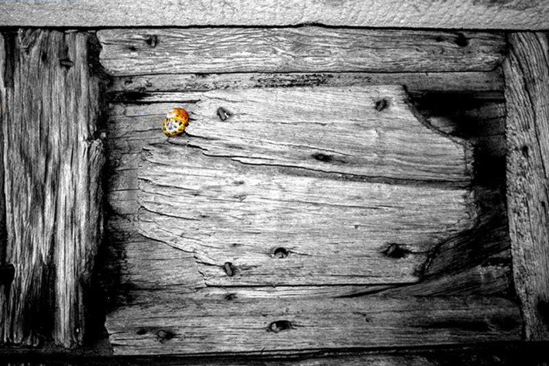 Clicca per l'immagine full size