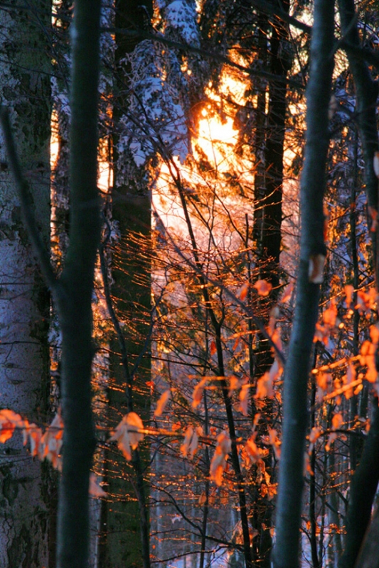 Clicca per l'immagine full size