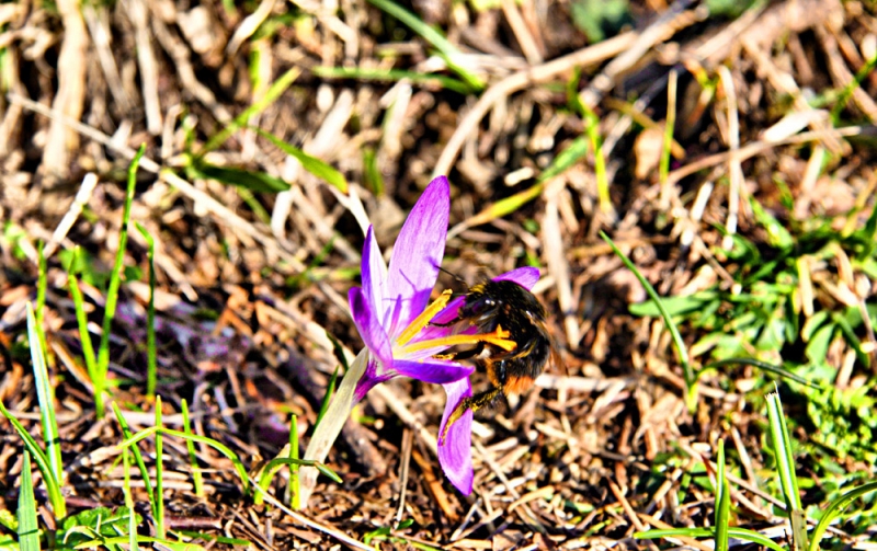 Clicca per l'immagine full size